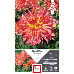 Dahlia Cactus Nain Etna I x1